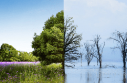 Climate Change: New ISO and IAF initiative for MS standards